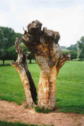 Klieft hout